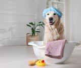 Přírodní péče o zvířata